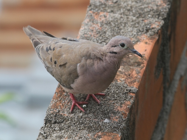 Eared Dove