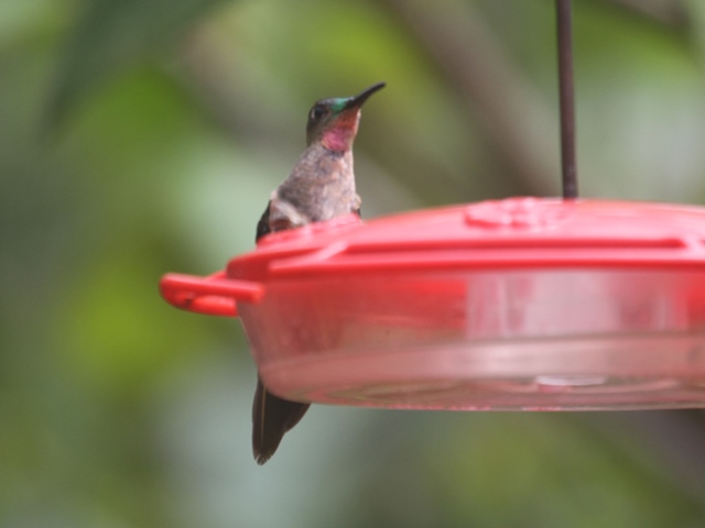 Fawn-breasted Brilliant