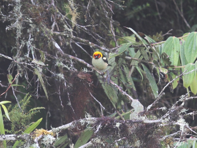 Flame-faced Tanager