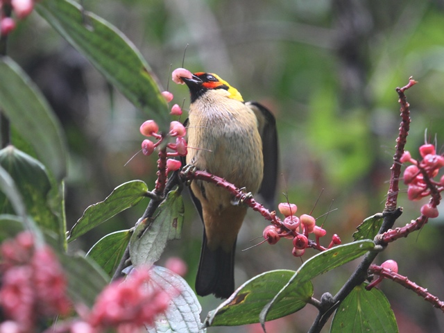 Flame-faced Tanager