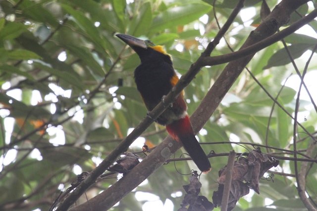 Golden-collared Toucanet