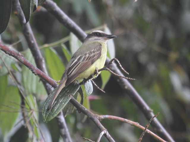 Golden-crowned Flycatcher