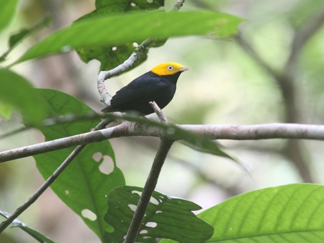 Golden-headed Manakin