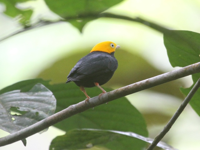 Golden-headed Manakin