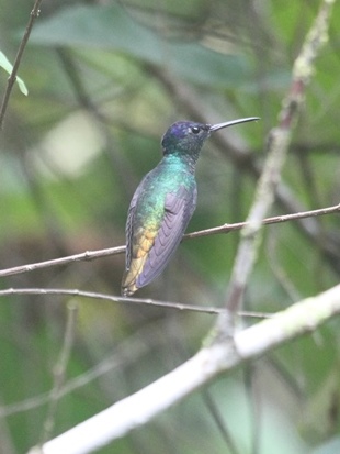 Golden-tailed Sapphire