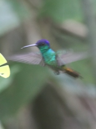 Golden-tailed Sapphire