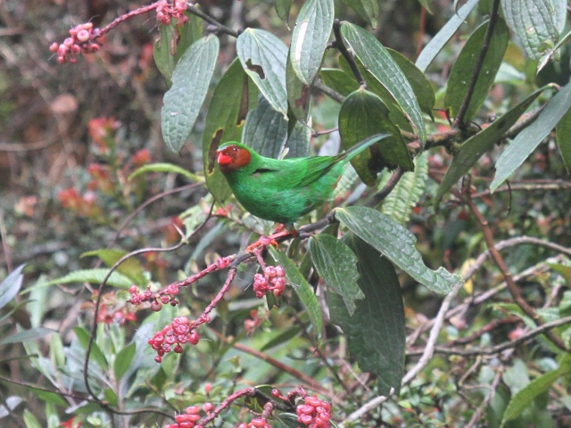 Grass-green Tanager