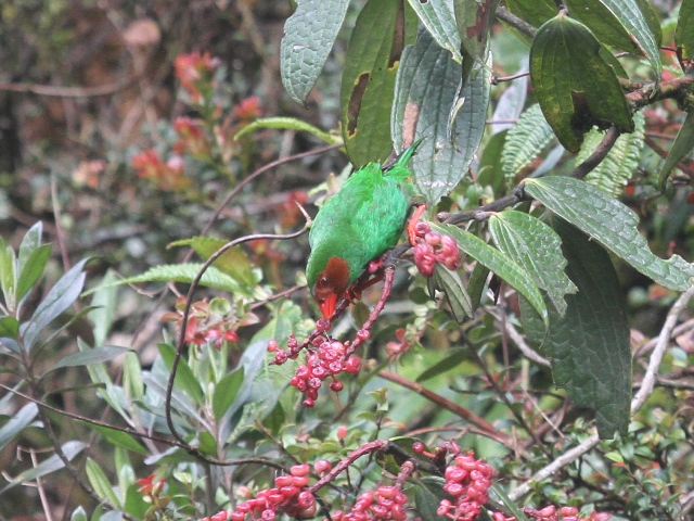 Grass-green Tanager