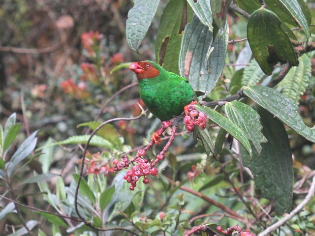 Grass-green Tanager