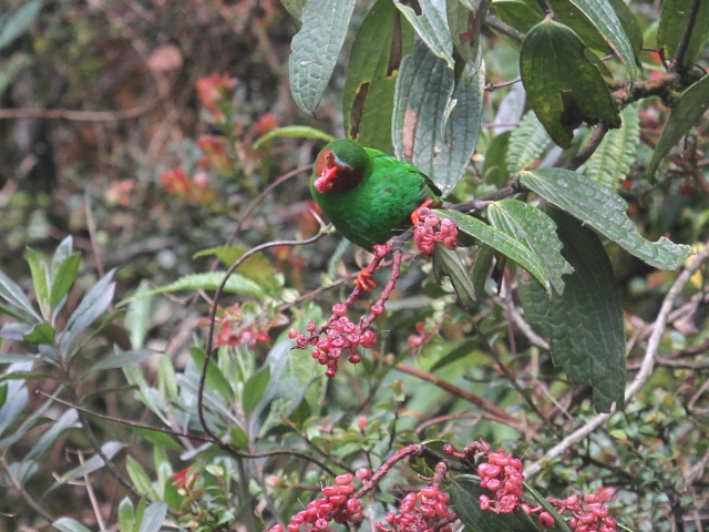 Grass-green Tanager