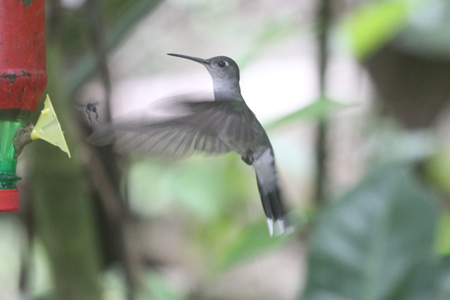 Gray-breasted Sabrewing