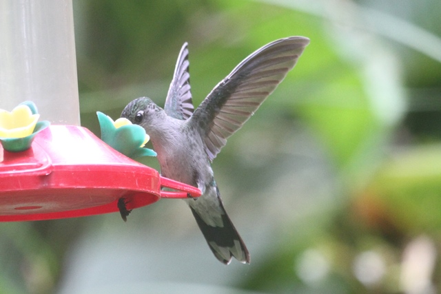 Gray-breasted Sabrewing