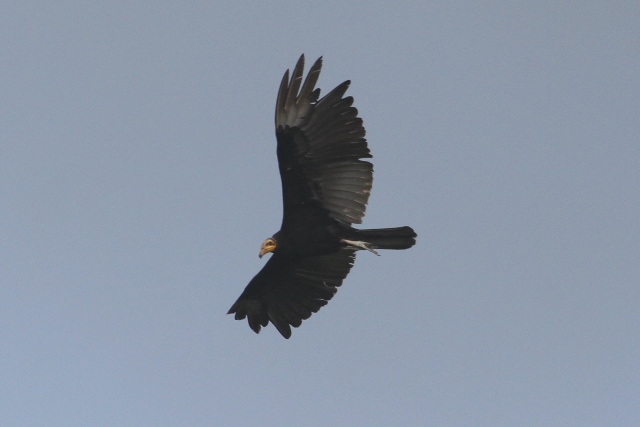 Greater Yellow-headed Vulture