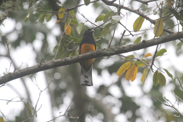 Green-backed Trogon