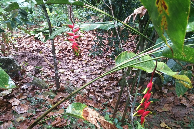 Heliconia