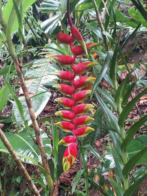 Heliconia