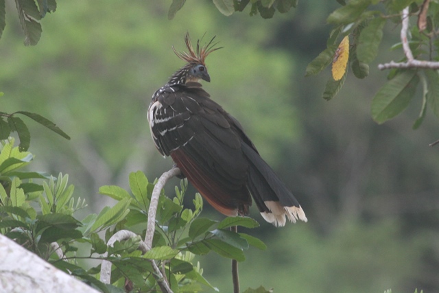 Hoatzin