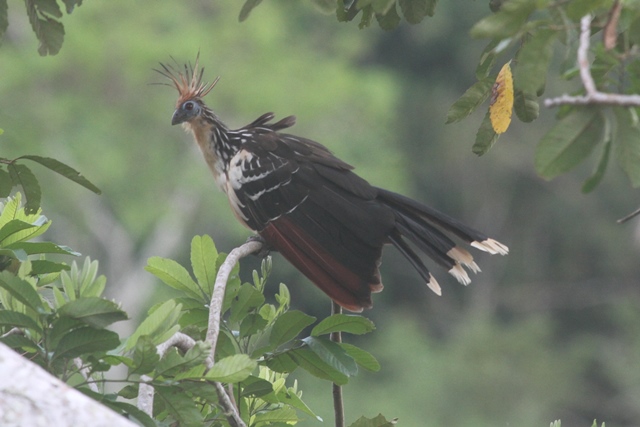 Hoatzin