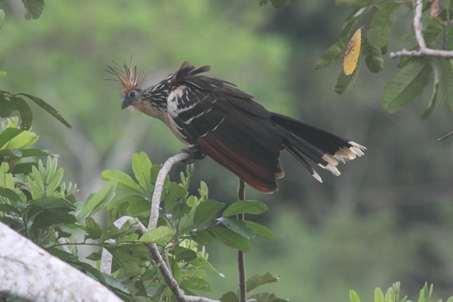 Hoatzin