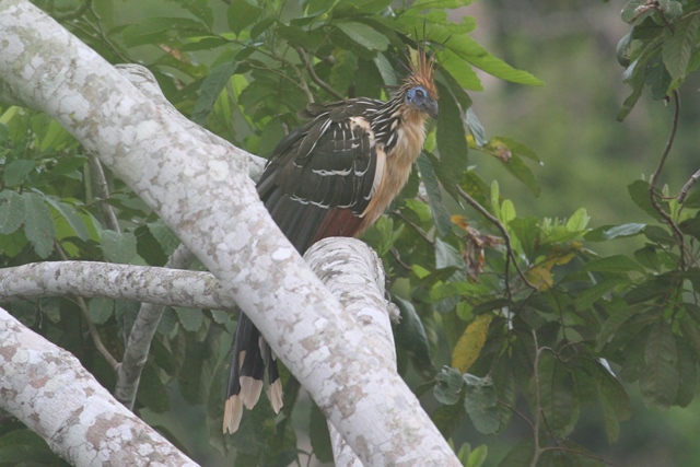 Hoatzin