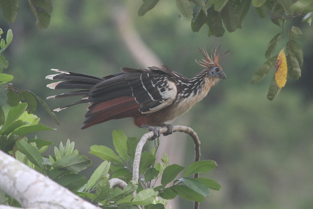 Hoatzin