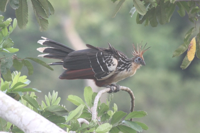 Hoatzin