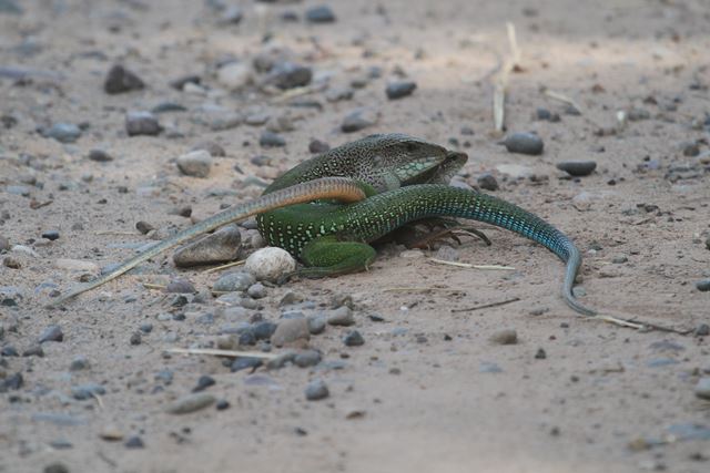 Mating lizards