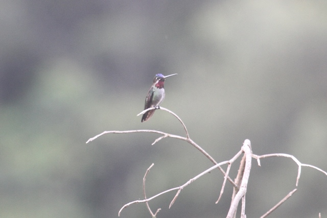 0 Long-billed Starthroat