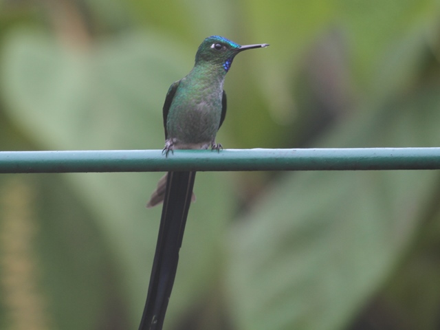 Long-tailed Sylph