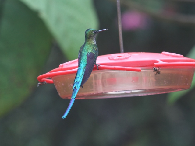 Long-tailed Sylph