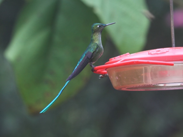 Long-tailed Sylph