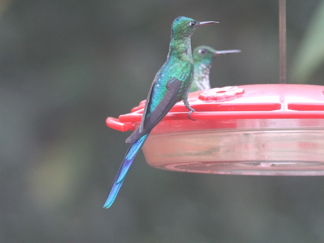 Long-tailed Sylph