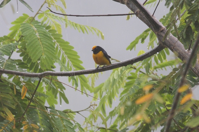 Orange-bellied Euphonia