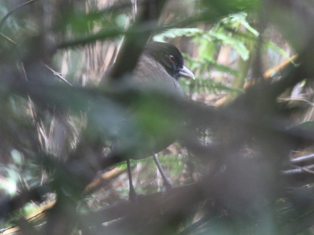 Pale-billed Antpitta