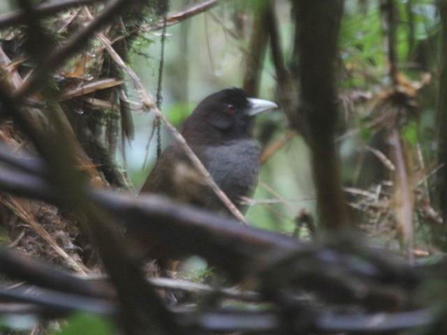 Pale-billed Antpitta