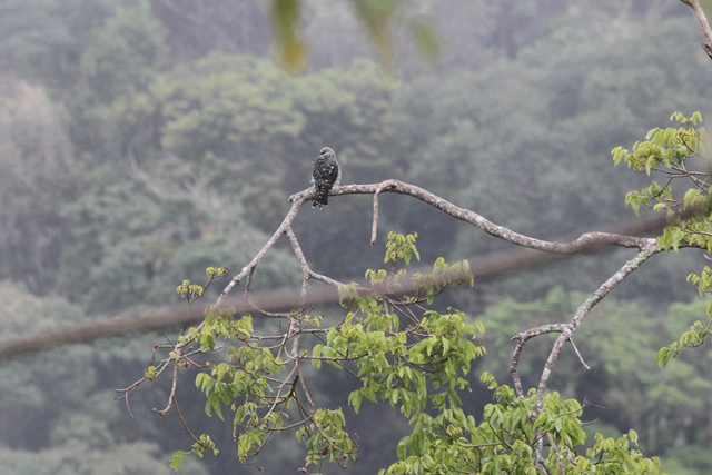 Plumbeous kite juvenile