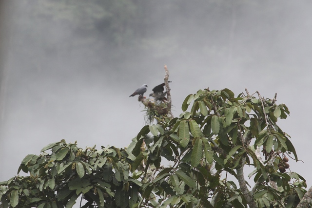 Plumbeous kites