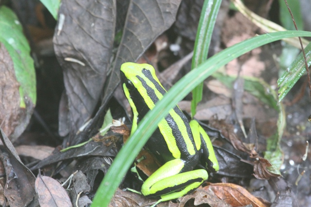 Poison dart frog