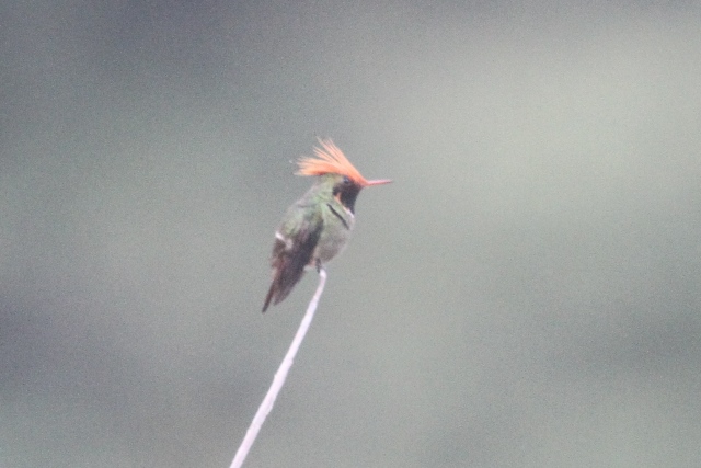 Rufous-crested Coquette