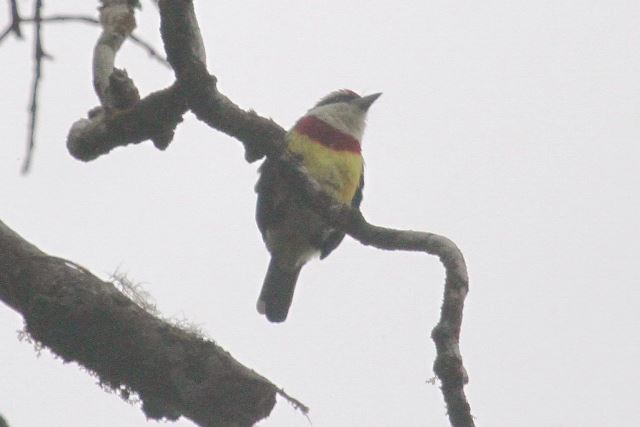 Scarlet-banded Barbet