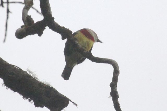 Scarlet-banded Barbet