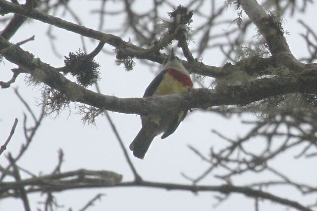 Scarlet-banded Barbet