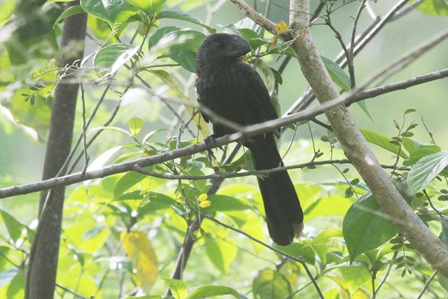 Smooth-billed Ani