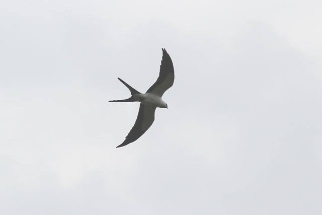 Swallow-tailed Kite