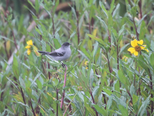 Torrent Tyrannulet