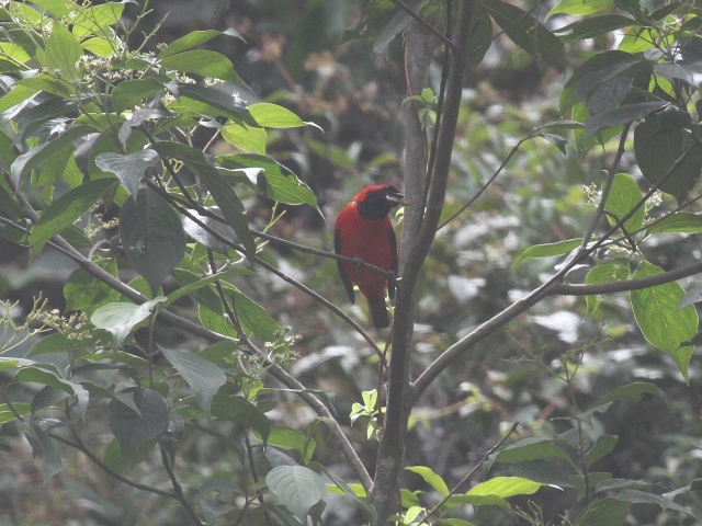 Vermilion Tanager