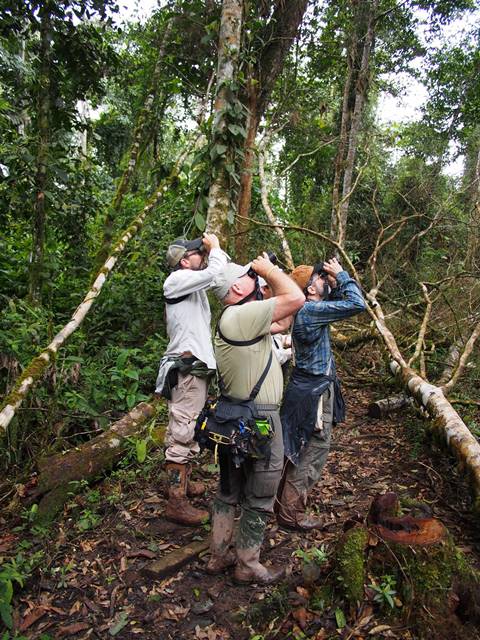 Viewing a Scarlet-banded Barbet