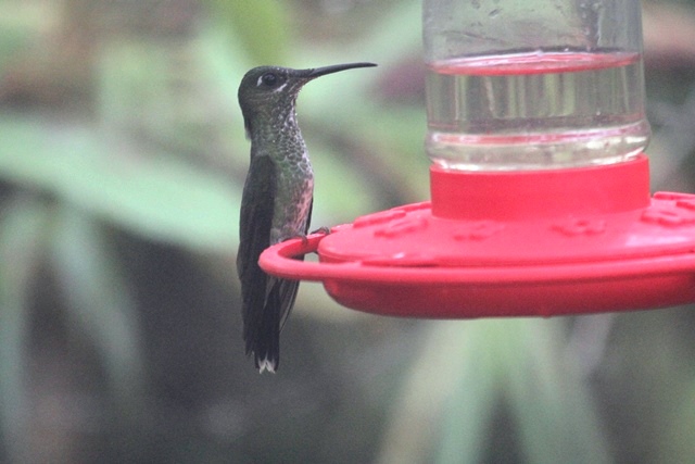 Violet-fronted Brilliant