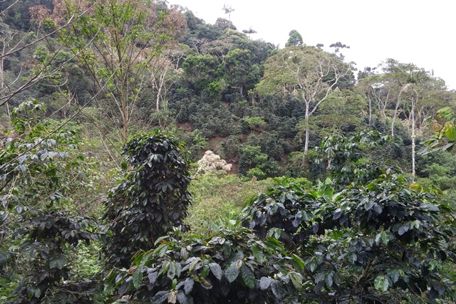 Waqanki coffee