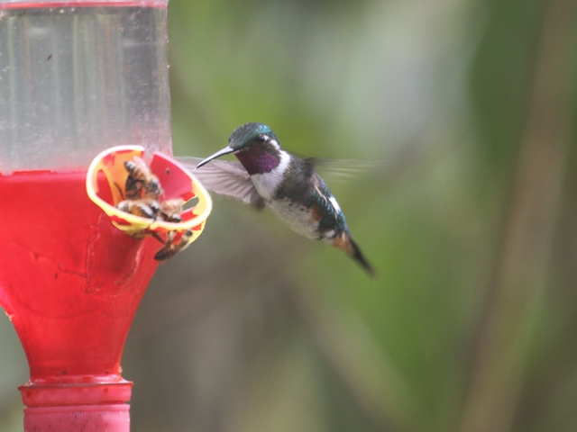 White-bellied Woodstar